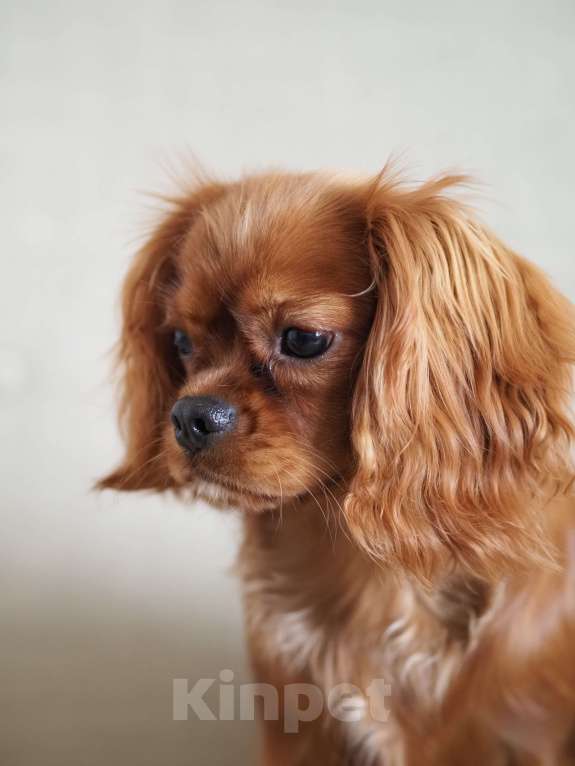 Собаки в Воронеже: Кавалер кинг Чарльз спаниель Девочка, Бесплатно - фото 3