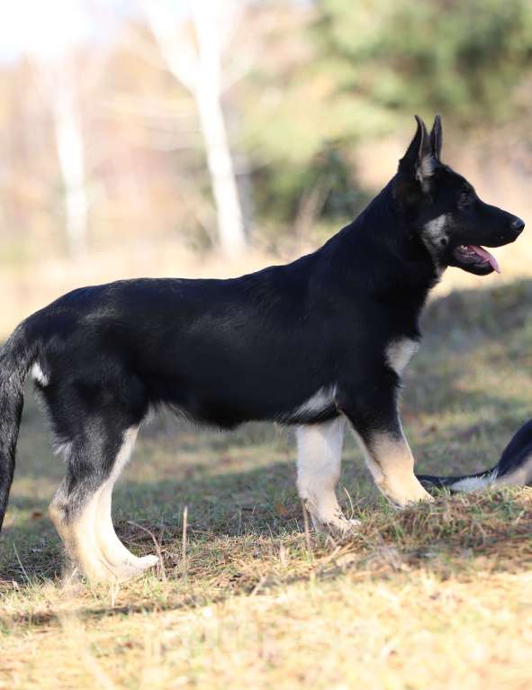 Собаки в Тарусе: Щенки восточноевропейской овчарки  Девочка, 50 000 руб. - фото 6