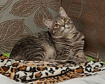 Кошки в Краснодаре: Котенок шотландской прямоухой кошки 7 мес Девочка, Бесплатно - фото 4