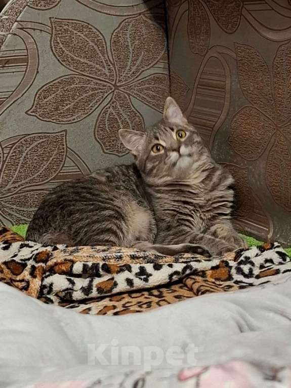 Кошки в Краснодаре: Котенок шотландской прямоухой кошки 7 мес Девочка, Бесплатно - фото 4