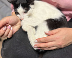 Кошки в Москве: Котик Мишенька ищет дом! Мальчик, Бесплатно - фото 6
