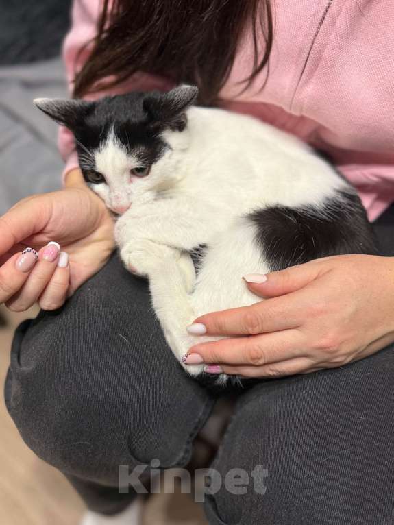 Кошки в Москве: Котик Мишенька ищет дом! Мальчик, Бесплатно - фото 6