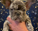 Собаки в Санкт-Петербурге: Французский бульдог девочка  Девочка, 80 000 руб. - фото 2
