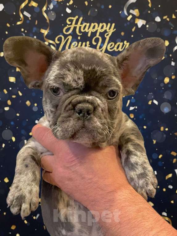Собаки в Санкт-Петербурге: Французский бульдог девочка  Девочка, 80 000 руб. - фото 2