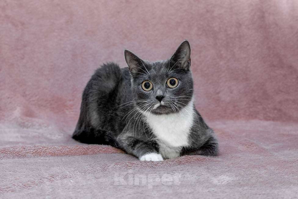 Кошки в Москве: кошка Жемчужина ищет дом Девочка, Бесплатно - фото 9