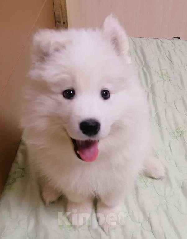 Собаки в Апатите: Продажа щенков Мальчик, Бесплатно - фото 1