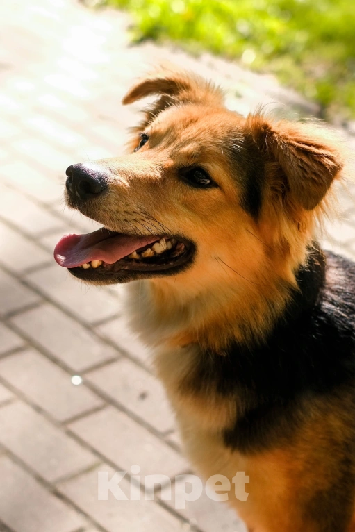 Собаки в Санкт-Петербурге: Пушистая Келли из приюта в добрые руки Девочка, Бесплатно - фото 4