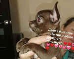 Собаки в Краснодаре: Чихуахуа Девочка, 50 000 руб. - фото 2