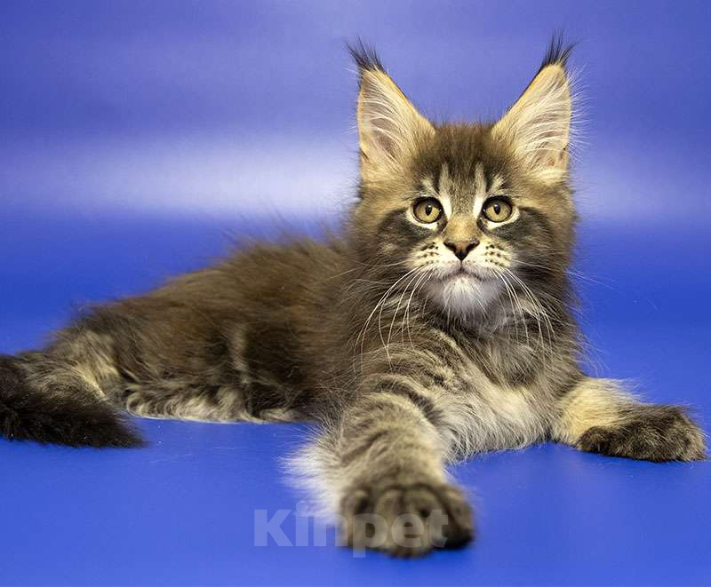 Кошки в Москве: Мейн кун котенок Мальчик, Бесплатно - фото 5