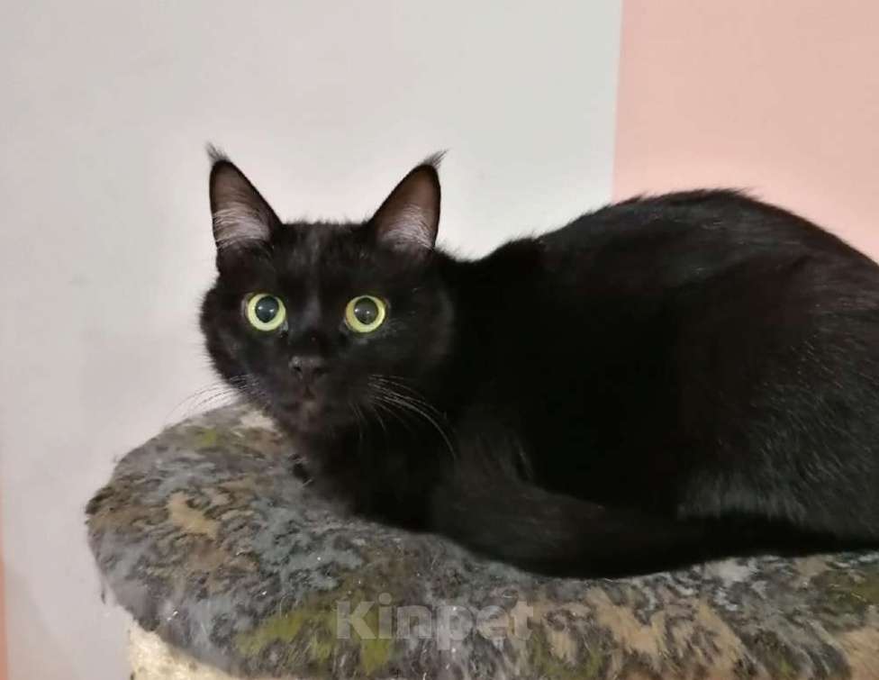 Кошки в Москве: Шанти — леди в черном. Молодая кошечка в добрые руки. Девочка, Бесплатно - фото 5