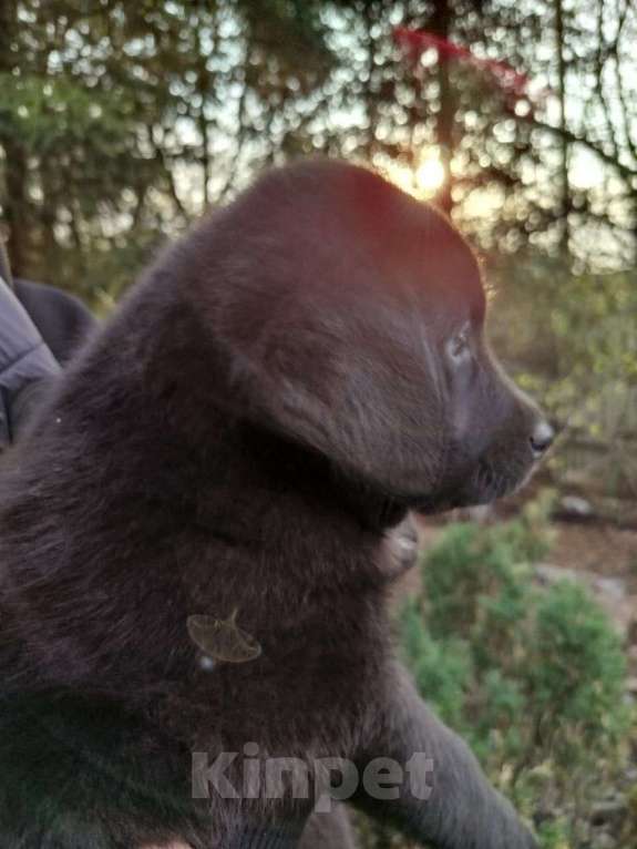 Собаки в Новокузнецке: полностью чёрный активный шустрый добрый Девочка, Бесплатно - фото 2