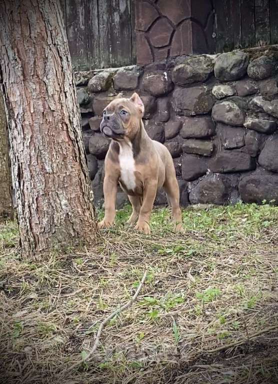 Собаки в Москве: Великолепные крепыши Мальчик, Бесплатно - фото 3