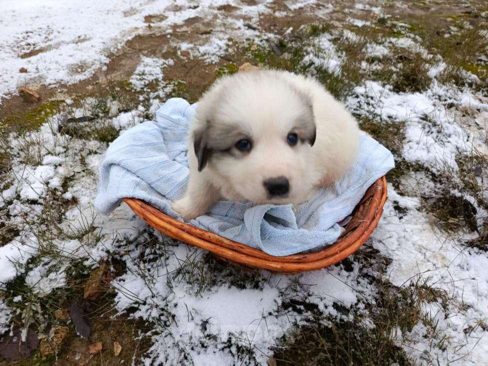 Собаки в Калуге: щенки пиренейской горной собаки_мальчик 4 Мальчик, 40 000 руб. - фото 8