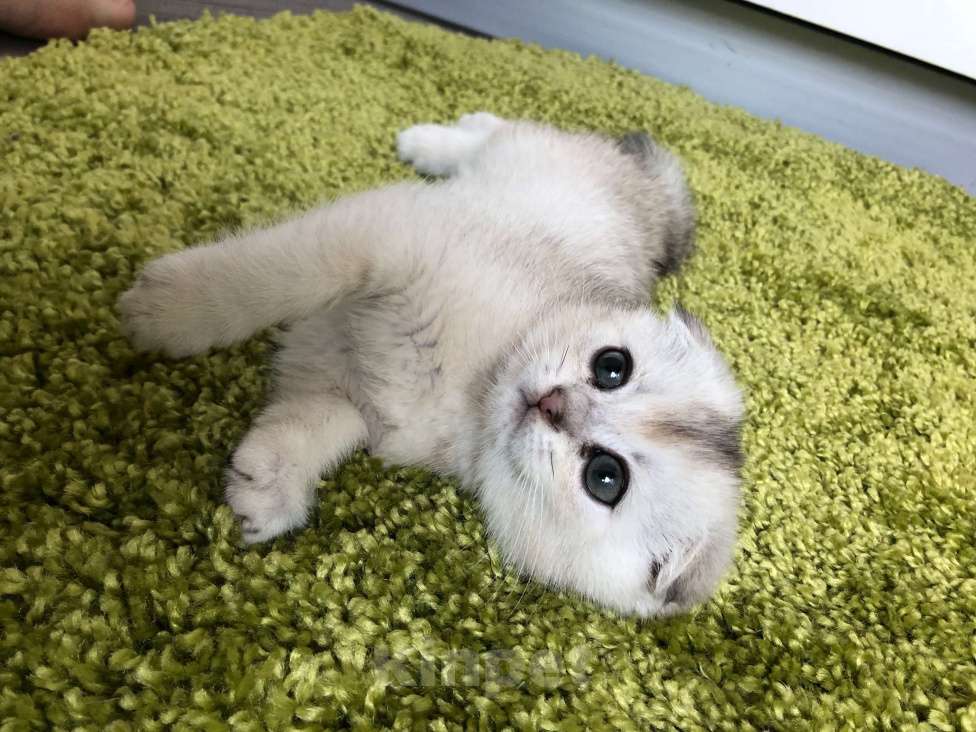 Кошки в Москве: серебрянная шиншилла мальчик  Мальчик, 11 000 руб. - фото 2