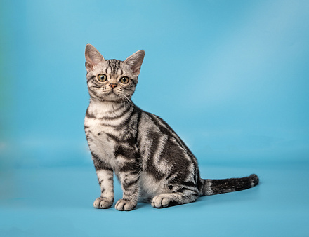 Кот Лексус