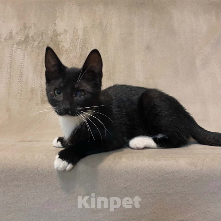 Кошки в Санкт-Петербурге: Котята в добрые руки Девочка, Бесплатно - фото 1