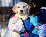 Собаки в Москве: Щенок лабрадора  Мальчик, 80 000 руб. - фото 1