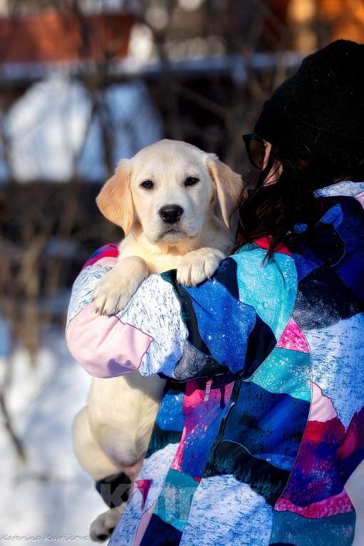 Собаки в Москве: Щенок лабрадора  Мальчик, 80 000 руб. - фото 1