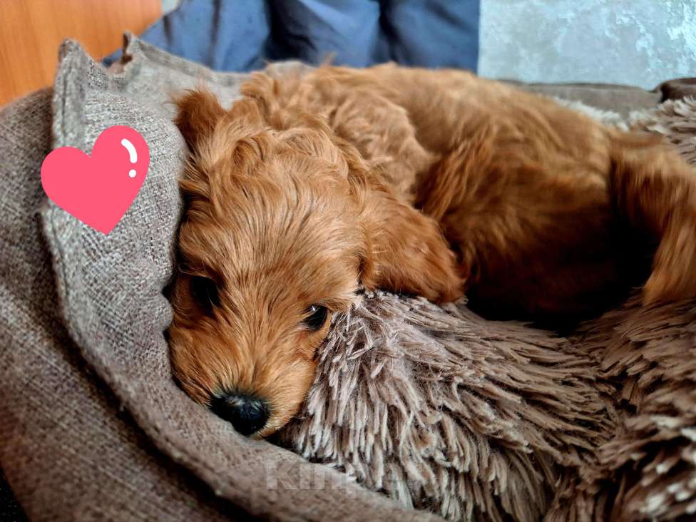 Собаки в Тюмени: Карликовый пудель  Девочка, 65 руб. - фото 3