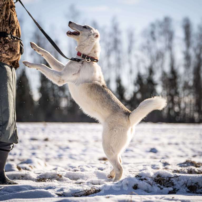 Собаки в Клине: Ванда — энергичная собачка Девочка, Бесплатно - фото 5