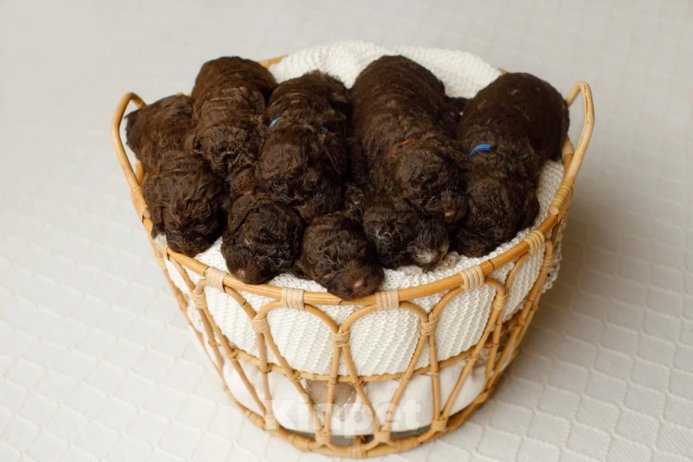 Собаки в Санкт-Петербурге: Испанская водяная собака Девочка, Бесплатно - фото 8