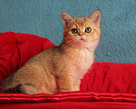 Кошки в Клине: Золотой котик скоттиш-страйт Мальчик, 10 000 руб. - фото 6