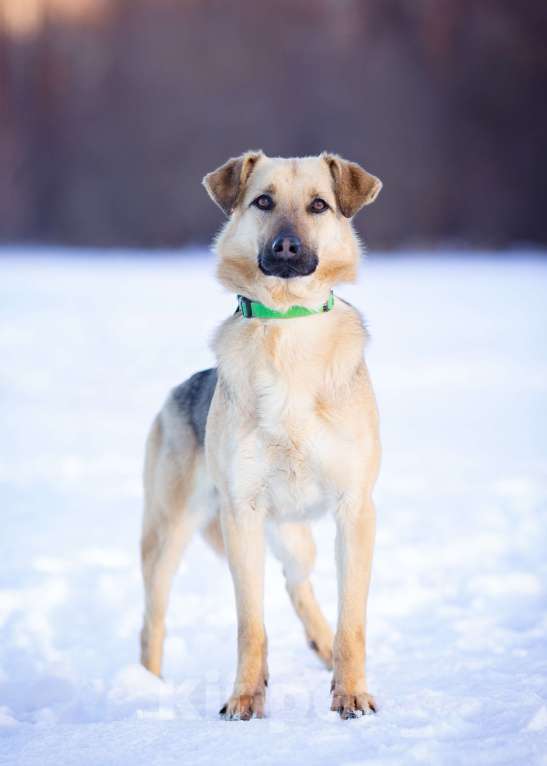 Собаки в Москве: Грей, 2 года в поисках своей семьи Мальчик, Бесплатно - фото 3