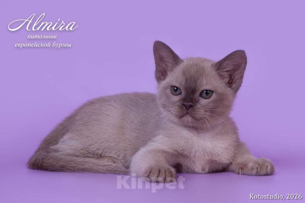 Кошки в Москве: Шоколадные котята питомника Almirа Разнополые, 70 000 руб. - фото 1