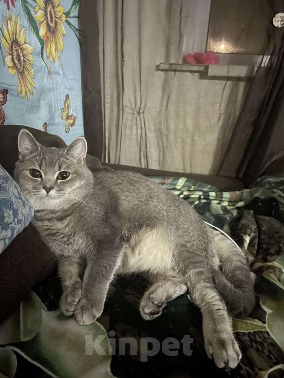 Кошки в Новокузнецке: Потерялась серая кошка Девочка, 5 000 руб. - фото 3