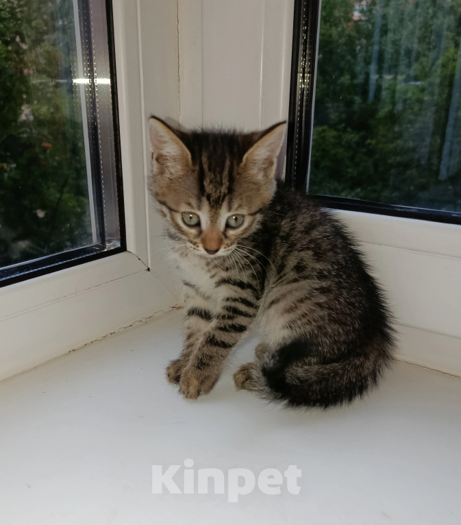 Кошки в Санкт-Петербурге: Котенок Самбука Девочка, Бесплатно - фото 2