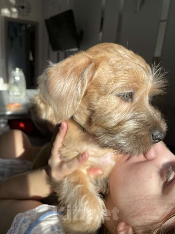 Собаки в Котельнике: Щенки терьера Девочка, 100 000 руб. - фото 2