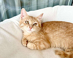 Кошки в Москве: Кругленький рыжий котёнок Лучик в добрые руки Мальчик, Бесплатно - фото 7