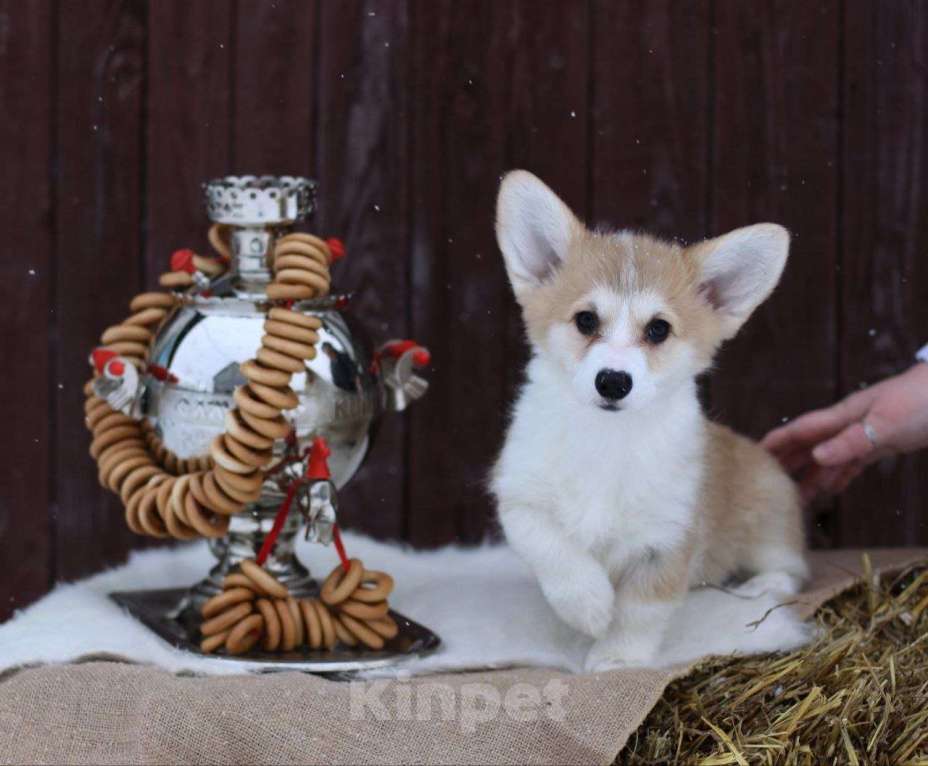 Собаки в Тольятти: Малышка Вельш Корги Пемброк Девочка, 60 000 руб. - фото 1