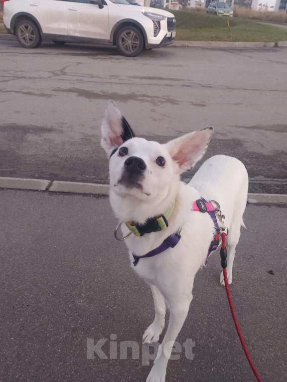 Собаки в Санкт-Петербурге: Очень красивая и добрая собака ищет дом Девочка, Бесплатно - фото 6