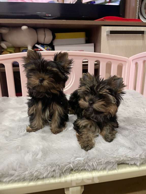 Собаки в Санкт-Петербурге: Мальчишки в продаже  Мальчик, 70 000 руб. - фото 6