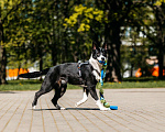 Собаки в Москве: Очаровательная малышка Джипси ищет дом! Девочка, Бесплатно - фото 7