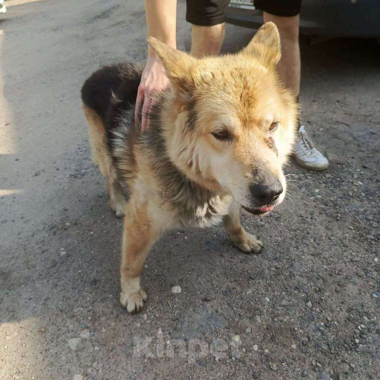 Собаки в Смоленске: Потерялась Собака Мальчик, Бесплатно - фото 7