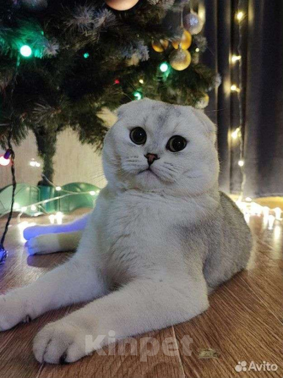 Кошки в Челябинске: вязка шотландский вислоухий кот Мальчик, 5 000 руб. - фото 5