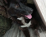 Собаки в Ростове-на-Дону: Пропала черная крупная собака по кличке Джесси на Калинина Девочка, 1 500 руб. - фото 1