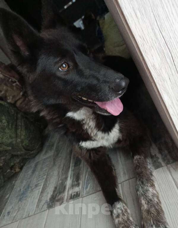 Собаки в Ростове-на-Дону: Пропала черная крупная собака по кличке Джесси на Калинина Девочка, 1 500 руб. - фото 1