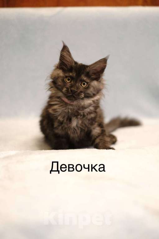 Кошки в Москве: Котенок мейн-кун Девочка, 30 000 руб. - фото 1