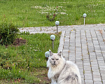 Кошки в других городах Ленинградской области: Потерялся кот Мальчик, 10 000 руб. - фото 1