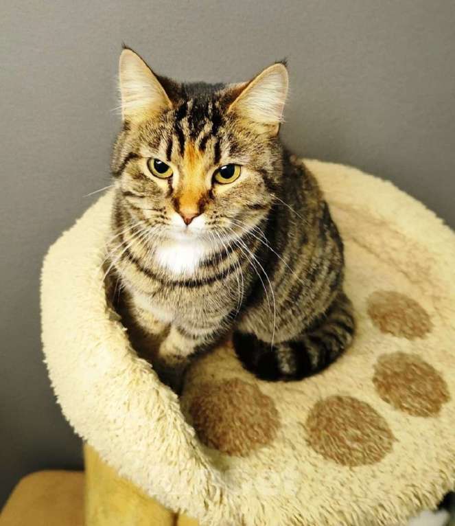 Кошки в Санкт-Петербурге: Красавица Маруся в добрые руки. Девочка, Бесплатно - фото 5