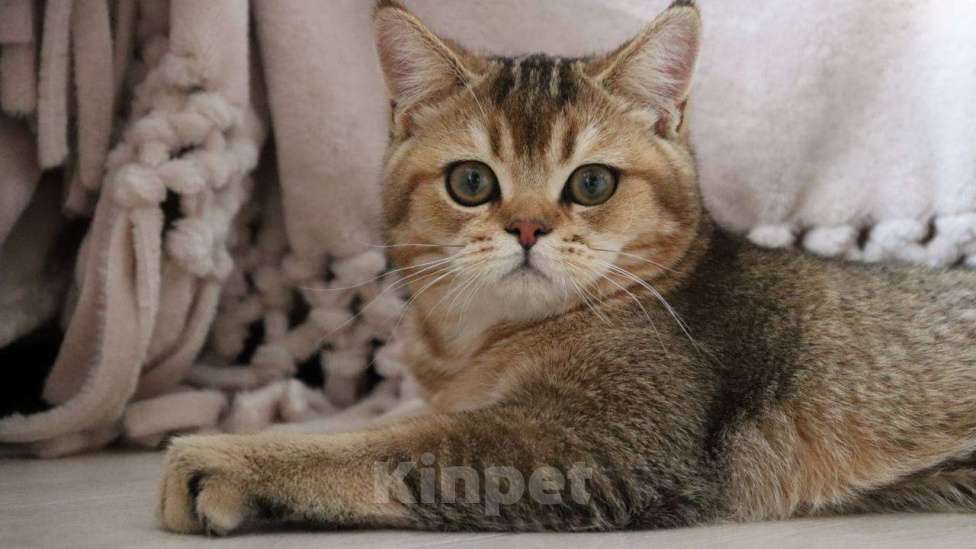 Кошки в Москве: Шотландский котик Мальчик, 40 000 руб. - фото 1
