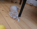 Кошки в Одинцово: Рыжие котята ищут дом!  Мальчик, Бесплатно - фото 4