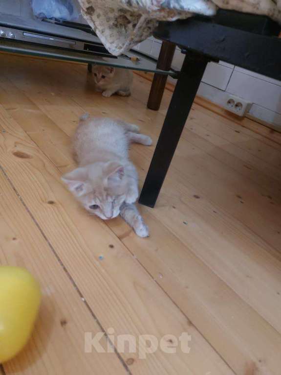 Кошки в Одинцово: Рыжий котенок солнечный Лучик  ищет дом! Мальчик, Бесплатно - фото 4
