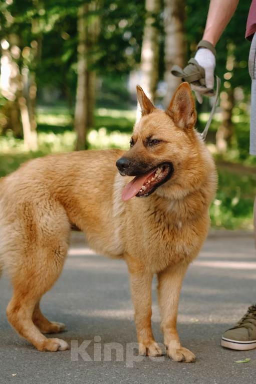 Собаки в Санкт-Петербурге: Ханни из приюта в добрые руки Девочка, Бесплатно - фото 9