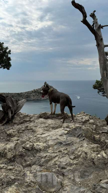 Собаки в Балашихе: Американский стаффордширский терьер Мальчик, Бесплатно - фото 9