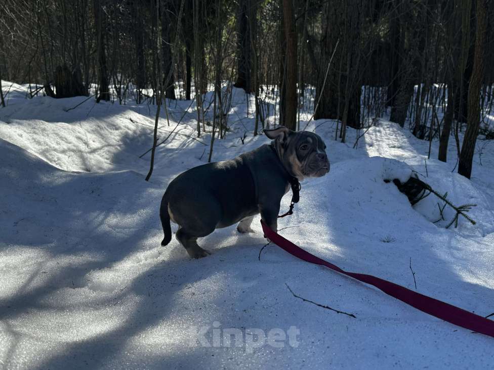 Собаки в Москве: Голубой триколор Девочка, 70 000 руб. - фото 3