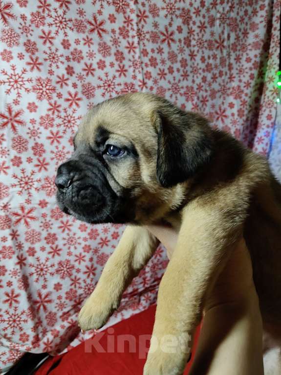 Собаки в других городах Краснодарского края: Кане-Корсо, щенок Девочка, 20 000 руб. - фото 10